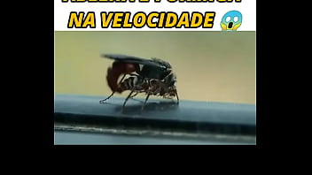 Sexo Animal